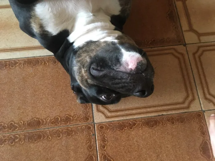 Cachorro ra a American Bully Pockt idade 1 ano nome Lagatha