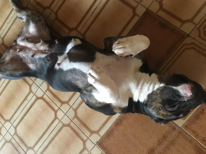 Cachorro ra a American Bully Pockt idade 1 ano nome Lagatha
