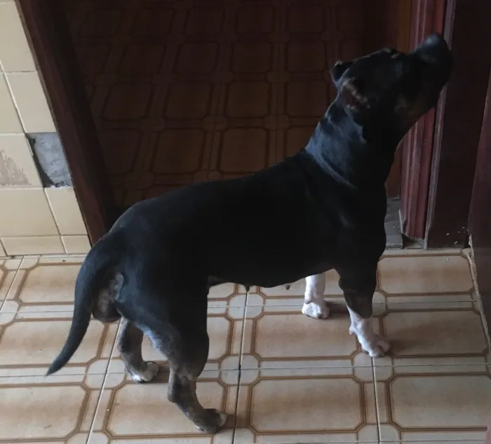 Cachorro ra a American Bully Pockt idade 1 ano nome Lagatha