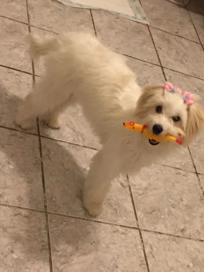 Cachorro ra a Poodle com SRD idade 2 a 6 meses nome Luna 