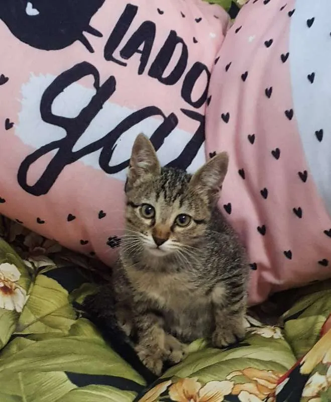 Gato ra a SRD idade 2 a 6 meses nome Tabbys