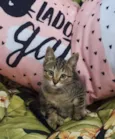 Tabbys