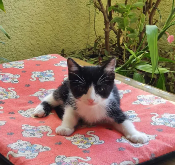 Gato ra a SRD idade 2 a 6 meses nome Jon Snow