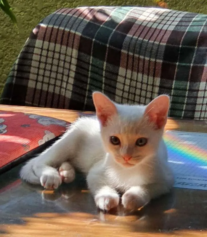 Gato ra a SRD idade 2 a 6 meses nome Oliver