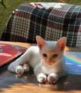 Oliver