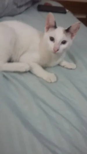 Gato raça Siames idade 2 a 6 meses nome Safira 