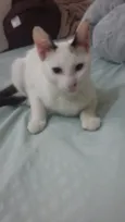 Safira