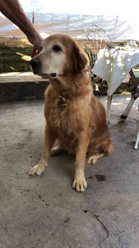 Cachorro ra a Golden Retriever idade 6 ou mais anos nome MADONNA