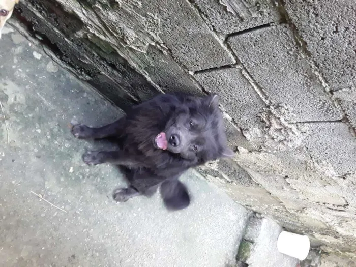 Cachorro ra a Chow chow idade 3 anos nome Brutos