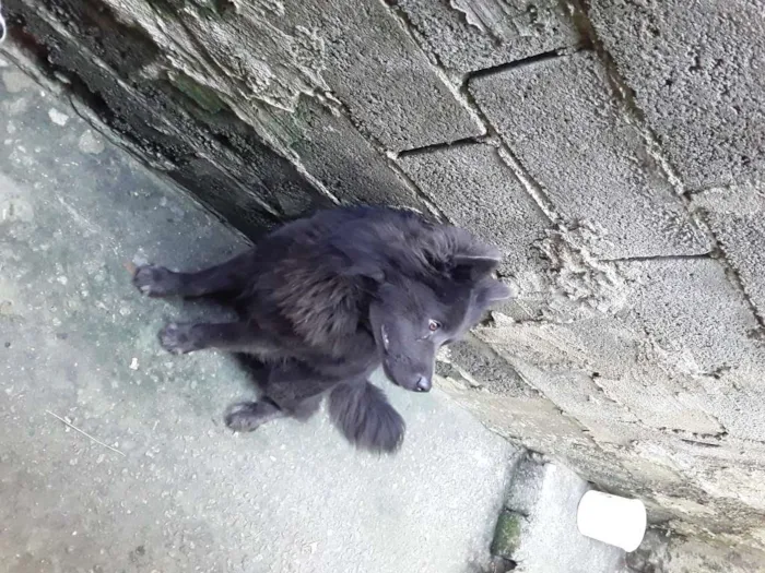 Cachorro ra a Chow chow idade 3 anos nome Brutos