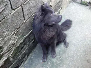 Cachorro raça Chow chow idade 3 anos nome Brutos