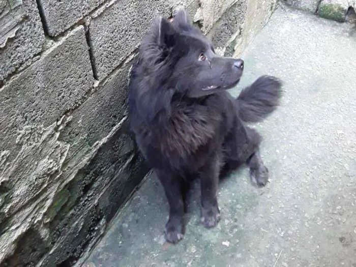 Cachorro ra a Chow chow idade 3 anos nome Brutos