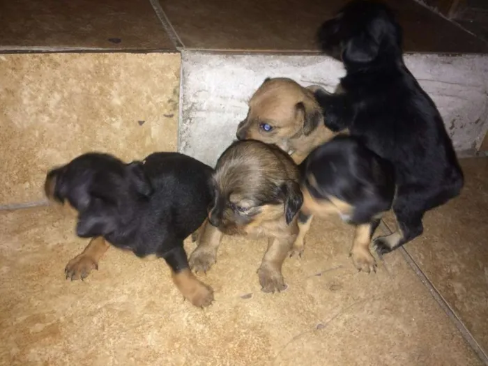 Cachorro ra a Pincher com uma peludinha idade 2 a 6 meses nome S/nome