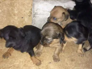 Cachorro raça Pincher com uma peludinha idade 2 a 6 meses nome S/nome