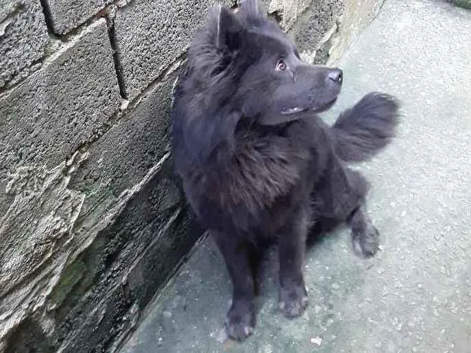 Cachorro ra a Chow chow idade 3 anos nome Brutos