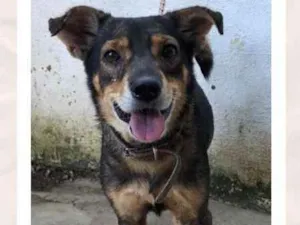 Cachorro raça RSD idade 5 anos nome DOUGLAS