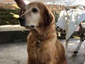 Cachorro raça Golden Retriever idade 6 ou mais anos nome MADONNA