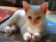 Oliver