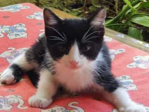 Gato raça SRD idade 2 a 6 meses nome Jon Snow