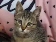 Tabbys