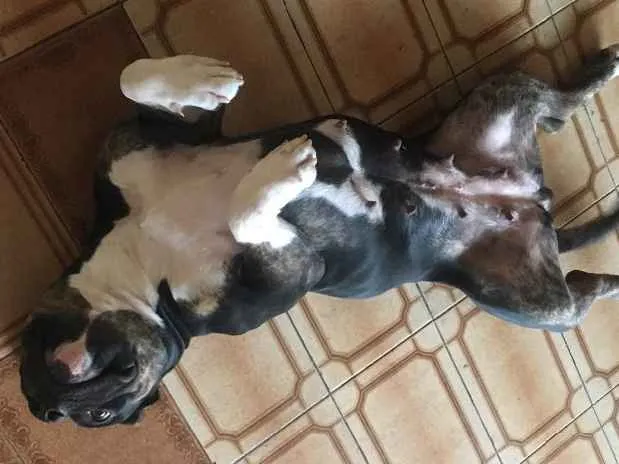 Cachorro ra a American Bully Pockt idade 1 ano nome Lagatha