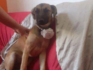 Cachorro raça SRD idade 7 a 11 meses nome Penelope