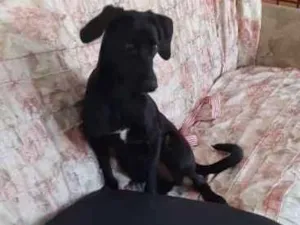 Cachorro raça Srd idade 7 a 11 meses nome Bom bom 