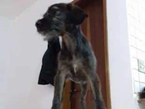 Cachorro raça Srd idade 2 a 6 meses nome Amora 