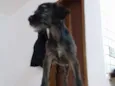 Amora