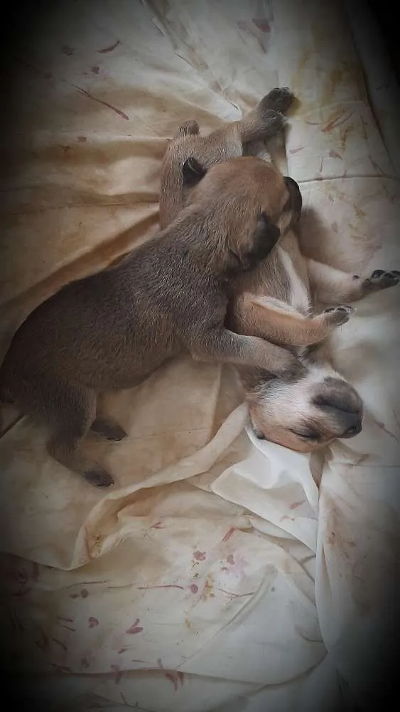 Cachorro ra a Não tem raça  idade 2 a 6 meses nome Eles não tem nome ai