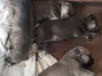 Eles não tem nome ai