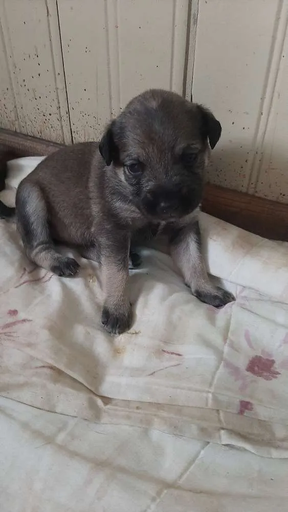 Cachorro ra a Não tem raça  idade 2 a 6 meses nome Eles não tem nome ai