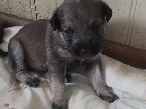 Cachorro ra a Não tem raça  idade 2 a 6 meses nome Eles não tem nome ai