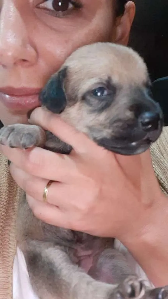 Cachorro ra a Não tem raça  idade 2 a 6 meses nome Eles não tem nome ai