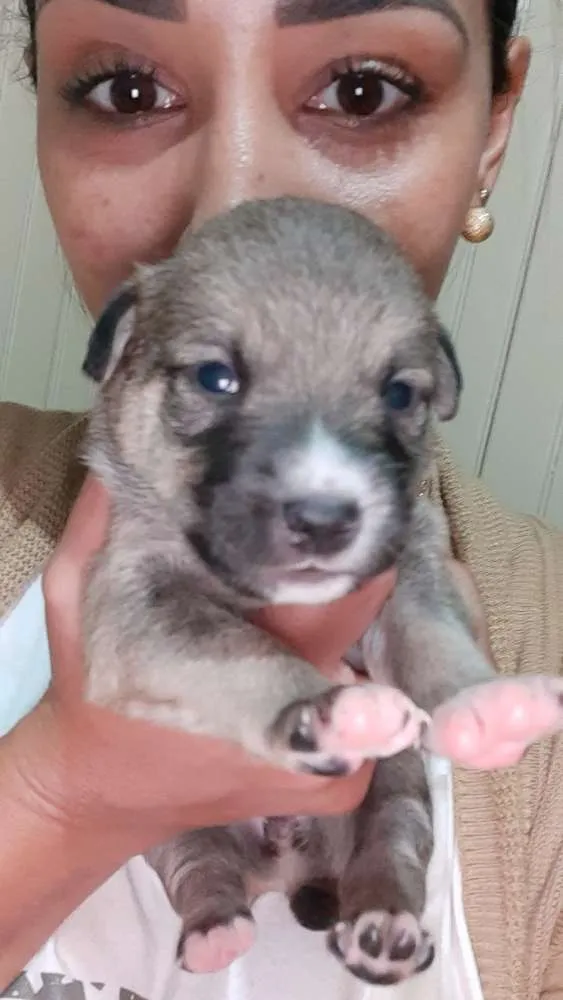 Cachorro ra a Não tem raça  idade 2 a 6 meses nome Eles não tem nome ai
