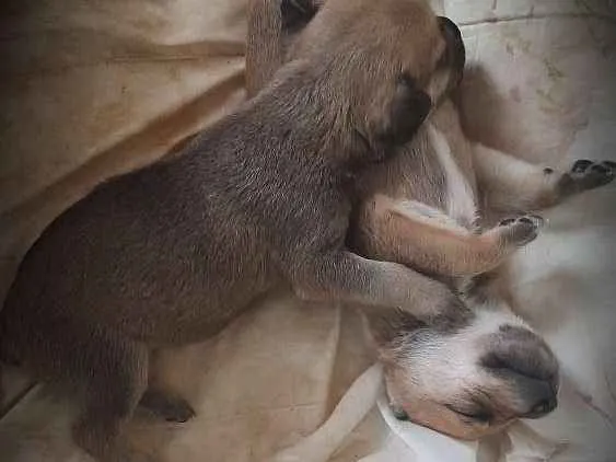 Cachorro ra a Não tem raça  idade 2 a 6 meses nome Eles não tem nome ai