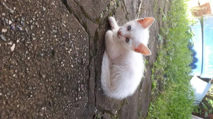 Gato raça Não sei idade 2 a 6 meses nome Cat e Dog