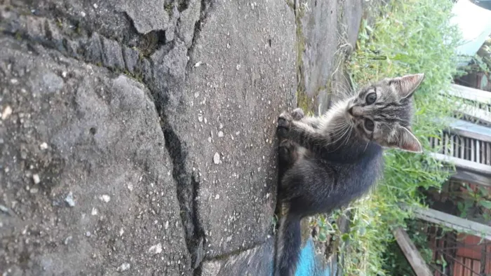 Gato raça Não sei idade 2 a 6 meses nome Cat e Dog