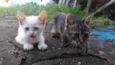 Cat e Dog