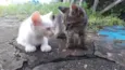 Cat e Dog