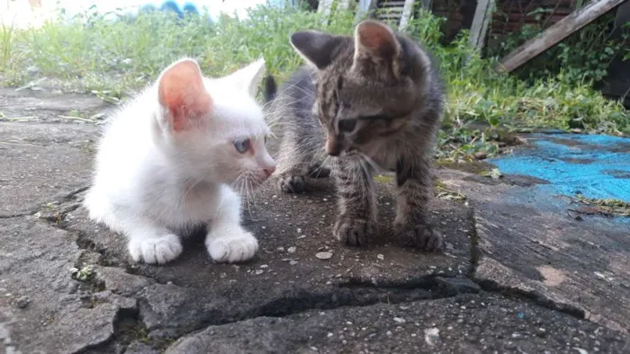 Gato raça Não sei idade 2 a 6 meses nome Cat e Dog