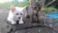 Cat e Dog