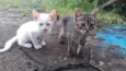 Cat e Dog
