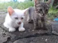 Cat e Dog