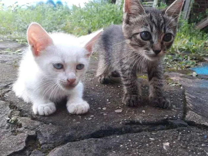 Gato raça Não sei idade 2 a 6 meses nome Cat e Dog