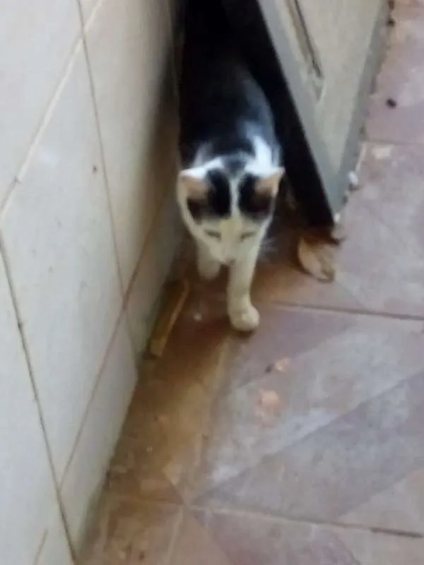 Gato ra a Não sei informar idade  nome Não sabemos o nome