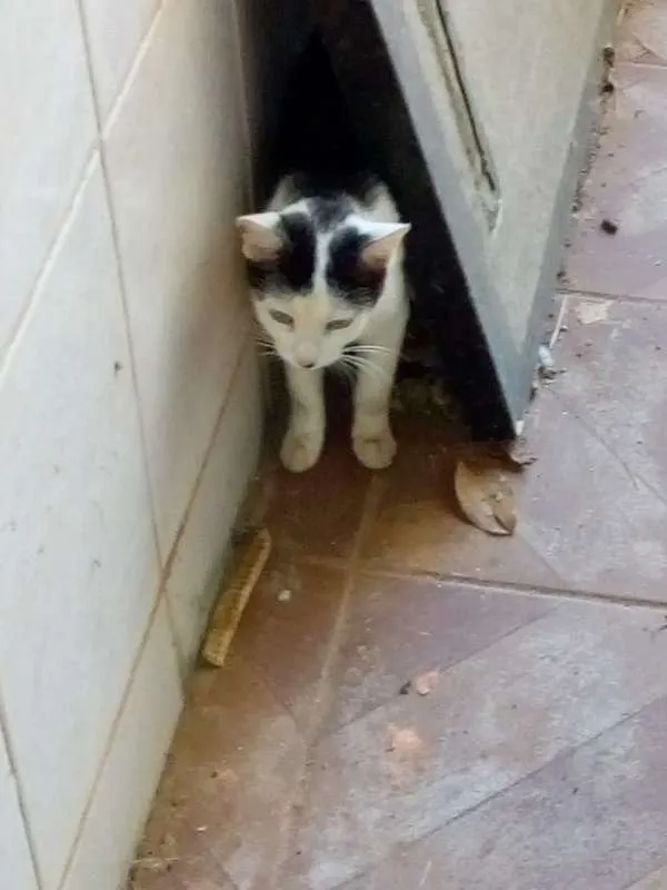 Gato ra a Não sei informar idade  nome Não sabemos o nome