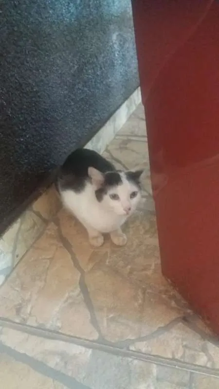 Gato ra a Não sei informar idade  nome Não sabemos o nome