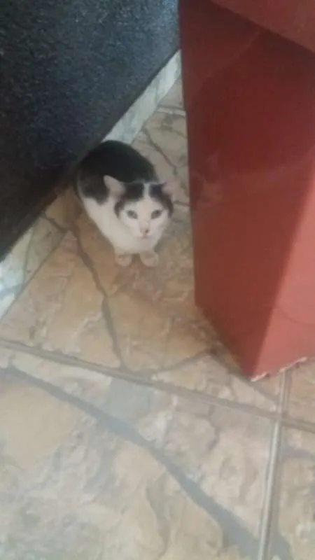 Gato ra a Não sei informar idade  nome Não sabemos o nome