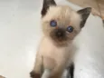 Gatinha